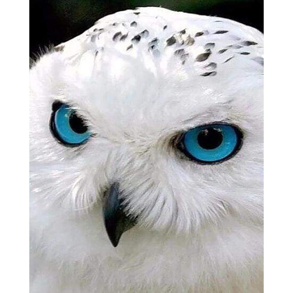 Diamond Painting - Owl with Blue Eyes
