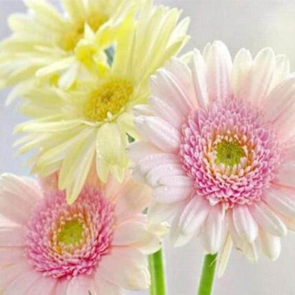 Diamond Painting - Daisies in Pastel Colors