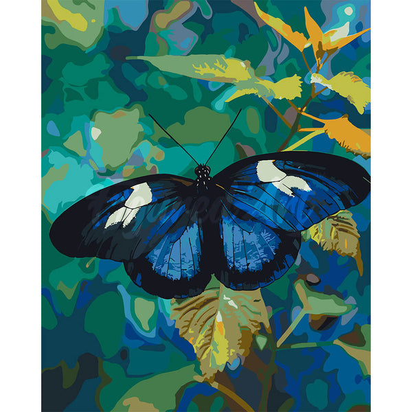 Heliconius Cydno Butterfly