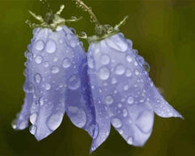 Load image into Gallery viewer, paint by numbers | Blue Flower | flowers intermediate | FiguredArt