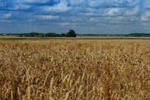 Load image into Gallery viewer, paint by numbers | Countryside field | advanced landscapes | FiguredArt