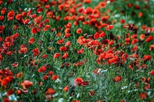 Load image into Gallery viewer, paint by numbers | Balsamine | advanced flowers | FiguredArt
