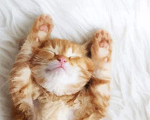 Load image into Gallery viewer, paint by numbers | Cat Nap | animals cats intermediate | FiguredArt