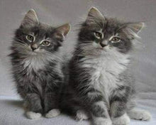 Load image into Gallery viewer, paint by numbers | Pretty cats | advanced animals cats | FiguredArt