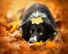Load image into Gallery viewer, paint by numbers | Black Dog relaxing | animals dogs intermediate | FiguredArt