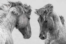 Load image into Gallery viewer, paint by numbers | Confrontation Two Horses | advanced animals horses | FiguredArt