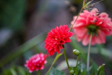 Load image into Gallery viewer, paint by numbers | Bright Red Flower | flowers intermediate | FiguredArt