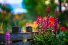 Load image into Gallery viewer, paint by numbers | Flower along the Railing | advanced flowers | FiguredArt