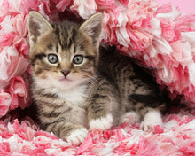 Load image into Gallery viewer, Paint by numbers | Cute Cat | animals cats flowers intermediate new arrivals | Figured'Art
