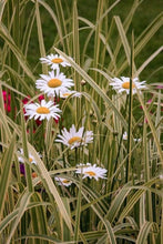 Load image into Gallery viewer, paint by numbers | Marguerites in the garden | advanced flowers | FiguredArt