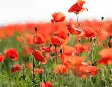Load image into Gallery viewer, paint by numbers | Field of Red Poppies | advanced flowers landscapes | FiguredArt