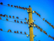 Load image into Gallery viewer, paint by numbers | Birds on Pole | animals birds intermediate | FiguredArt