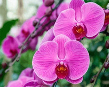 Load image into Gallery viewer, paint by numbers | Phalaenopsis | advanced flowers | FiguredArt