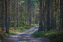 Load image into Gallery viewer, paint by numbers | Path in the Forest | advanced landscapes mountains | FiguredArt