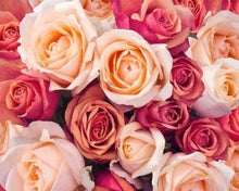 Load image into Gallery viewer, paint by numbers | Color Orange Peach Roses | advanced flowers | FiguredArt