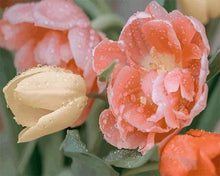 Load image into Gallery viewer, paint by numbers | Dewdrops Tulip | flowers intermediate | FiguredArt