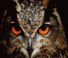 Load image into Gallery viewer, paint by numbers | Eagle Eyes | advanced animals birds eagles | FiguredArt