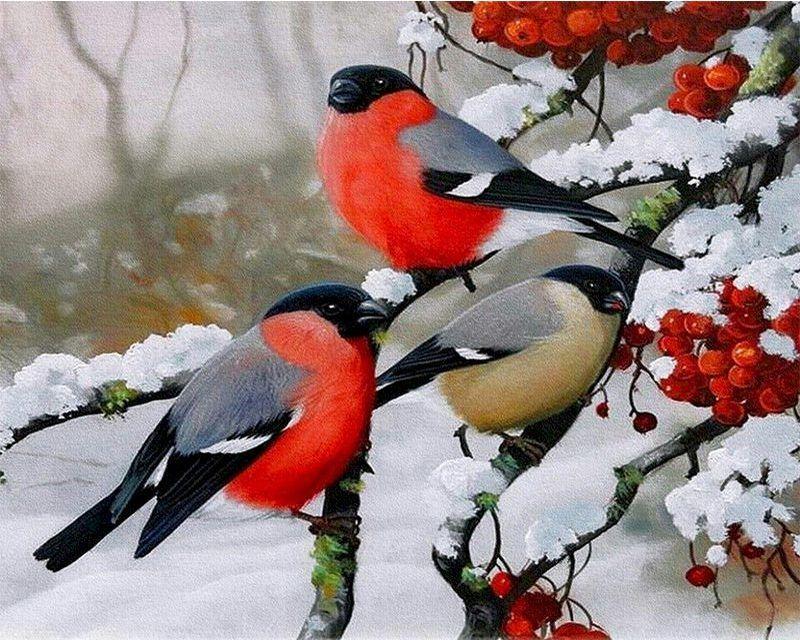 paint by numbers | european robin during winter | new arrivals animals birds winter advanced | FiguredArt