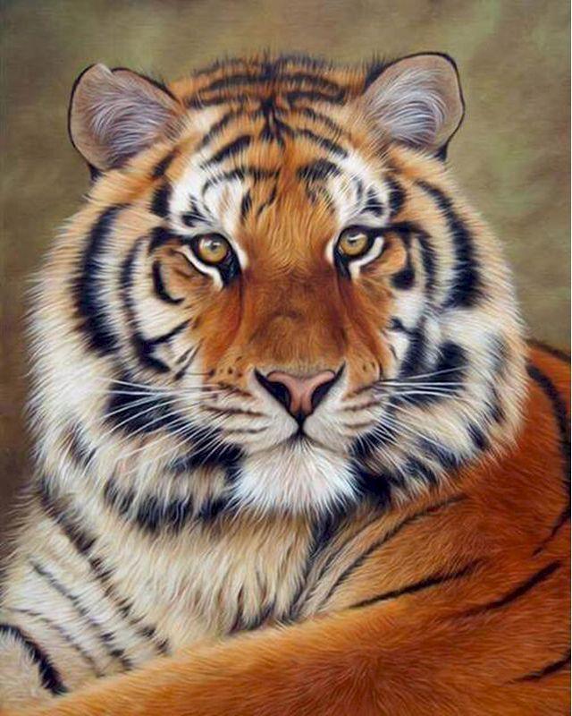 paint by numbers | tiger look | new arrivals animals tigers advanced | FiguredArt