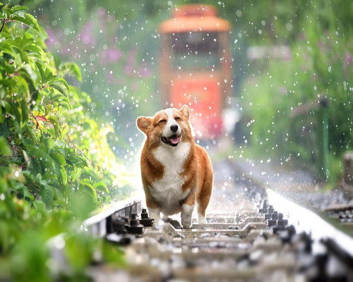 Diamond Painting - Dog on rails