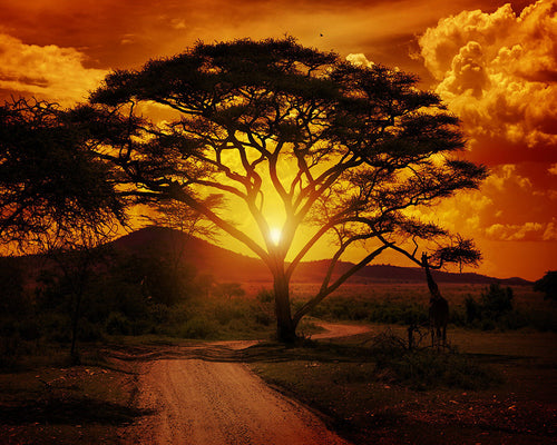 Diamond Painting - Large tree and sunrise