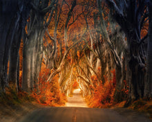 Load image into Gallery viewer, Diamond Painting - Forest road