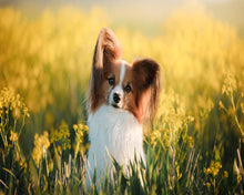 Load image into Gallery viewer, Diamond Painting - Small dog in a field