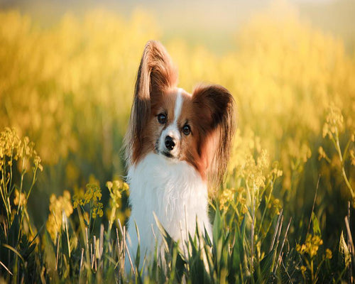 Diamond Painting - Small dog in a field