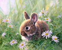 Load image into Gallery viewer, Paint by numbers Rabbit and Oxeye daisy Figured&#39;Art new arrivals, intermediate, animals, rabbits