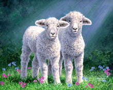 Load image into Gallery viewer, Paint by numbers Sheep Figured&#39;Art new arrivals, intermediate, animals, sheep