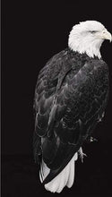 Load image into Gallery viewer, paint by numbers | Big Eagle White and Black | animals birds eagles intermediate new arrivals | FiguredArt