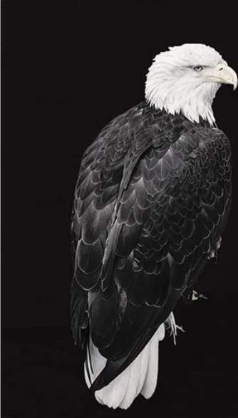 paint by numbers | Big Eagle White and Black | animals birds eagles intermediate new arrivals | FiguredArt