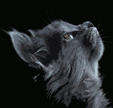 Load image into Gallery viewer, paint by numbers | Black Cat Looking up | advanced animals cats | FiguredArt