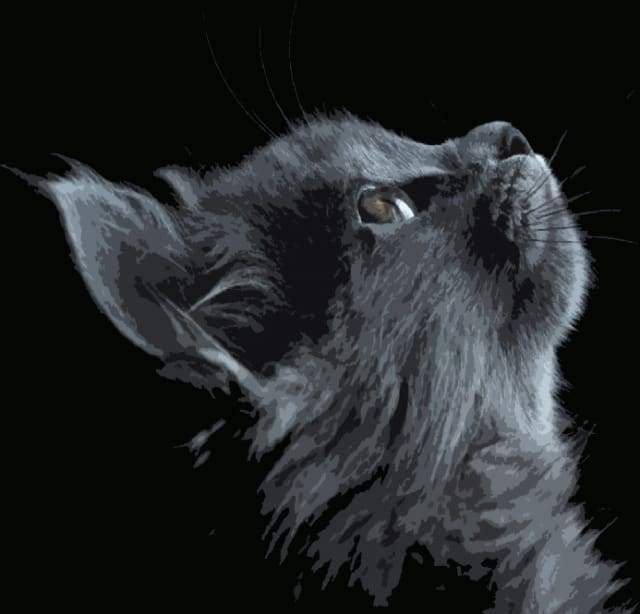 paint by numbers | Black Cat Looking up | advanced animals cats | FiguredArt