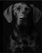 Load image into Gallery viewer, paint by numbers | Black Dog Portrait | advanced animals dogs | FiguredArt