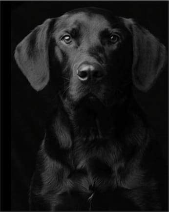 paint by numbers | Black Dog Portrait | advanced animals dogs | FiguredArt