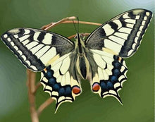 Load image into Gallery viewer, paint by numbers | Butterfly Wings | animals butterflies intermediate | FiguredArt