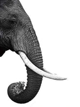 Load image into Gallery viewer, paint by numbers | Dark gray Elephant | advanced animals elephants | FiguredArt