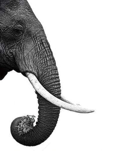 paint by numbers | Dark gray Elephant | advanced animals elephants | FiguredArt