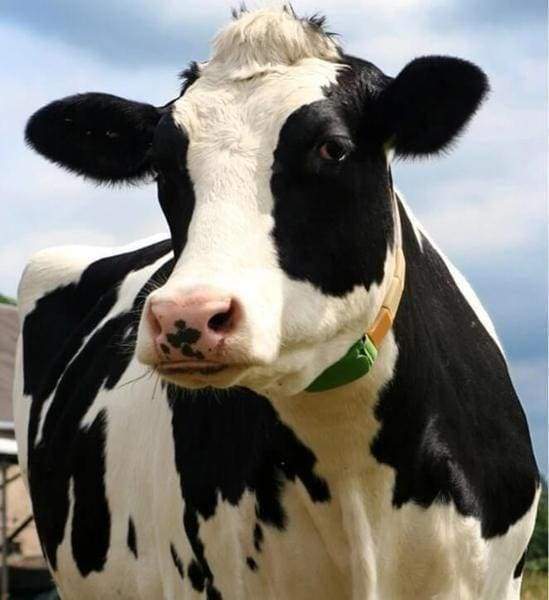 Diamond Painting - Beautiful Cow