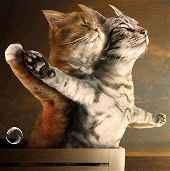 Diamond Painting - Cats Titanic