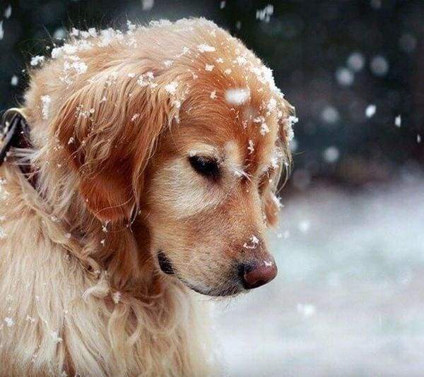 Diamond Painting - Dog in the Snow