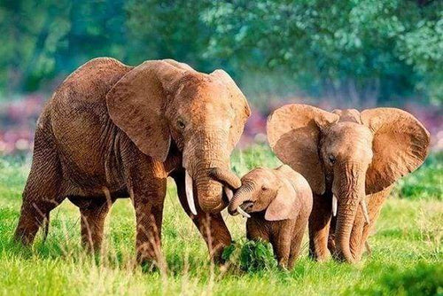 Diamond Painting | Diamond Painting - Elephants Family | animals Diamond Painting Animals elephants | FiguredArt