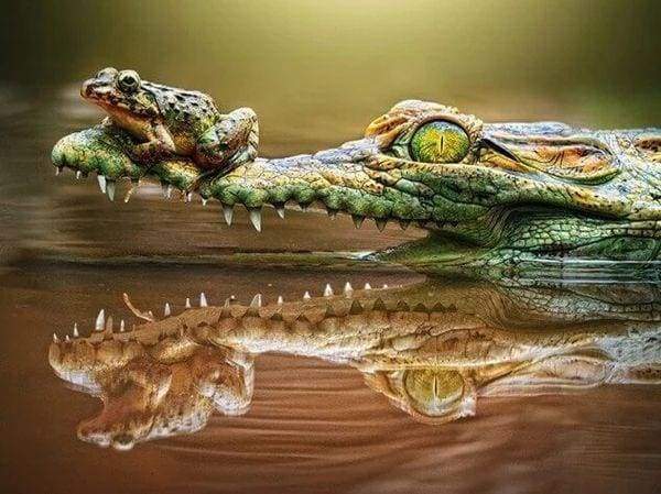 Diamond Painting | Diamond Painting - Frog and Crocodile | animals Diamond Painting Animals frogs | FiguredArt
