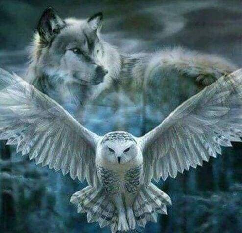 Diamond Painting | Diamond Painting - Gray Wolf and Owl | animals Diamond Painting Animals owls | FiguredArt