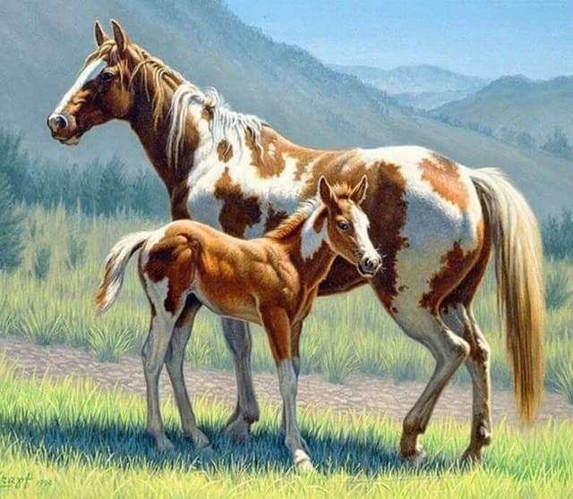 Horse & Foal Large Paint by Numbers Kit for Adults Free Shipping