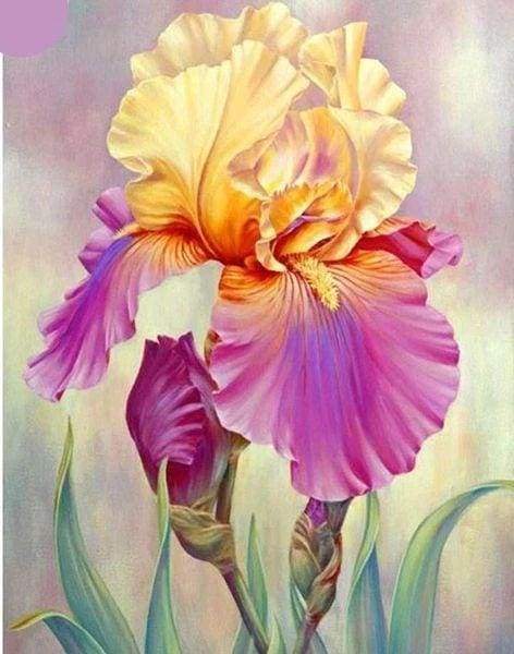 Diamond Painting | Diamond Painting - Iris bicolor | Diamond Painting Flowers flowers | FiguredArt