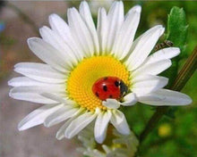 Load image into Gallery viewer, Diamond Painting | Diamond Painting - Ladybird and Marguerite | animals Diamond Painting Animals Diamond Painting Flowers flowers |