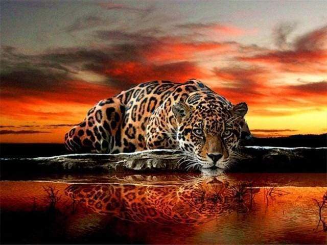 Diamond Painting - Cheetah Face – Figured'Art