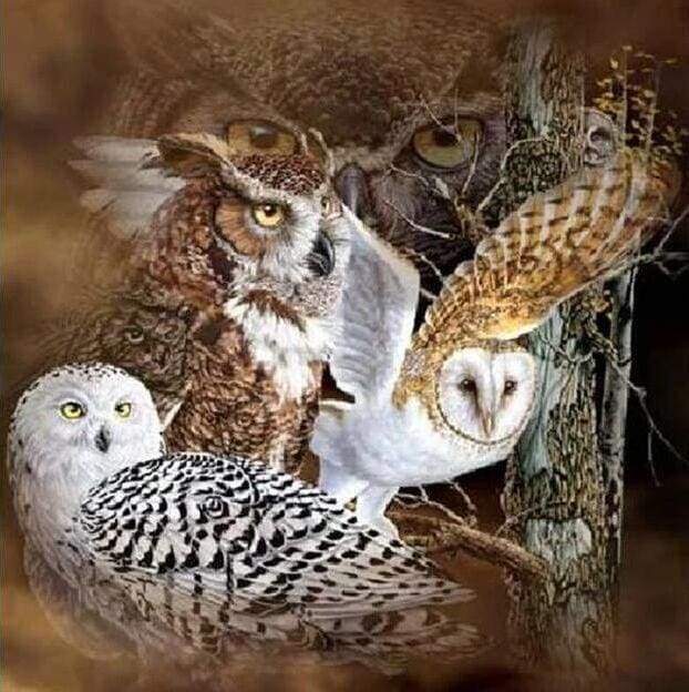 Diamond Painting | Diamond Painting - Owls | animals Diamond Painting Animals owls | FiguredArt